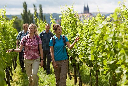 Sächsischer Weinwanderweg bei Meißen, Copyright: Tourismus Markting Gesellschaft Sachsen